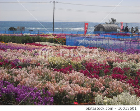 Boso's Spring 10015601