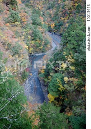 Shima-gori (Shizuoka) 10015658