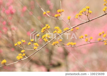Flowers of Sans Flowers of Sans 10015699