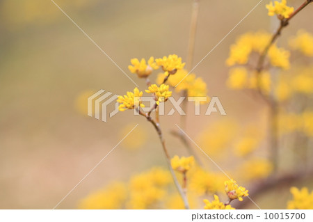Flowers of Sans Flowers of Sans 10015700