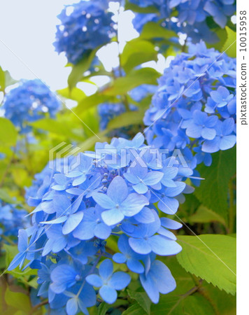 Hydrangea hydrangea (blue) Hydrangea hydrangea (blue) 10015958