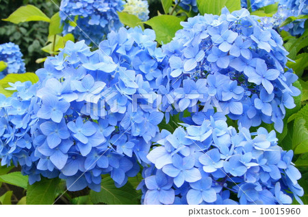 Hydrangea hydrangea (blue) 10015960