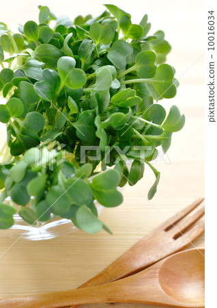 注意：蘿蔔蘿蔔 10016034