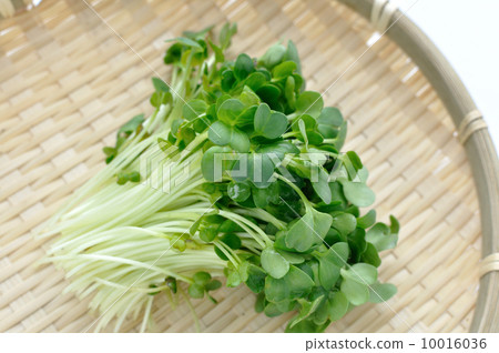 注意：蘿蔔蘿蔔 10016036