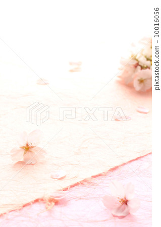 Cherry blossoms / background 10016056