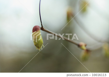 鳳尾蘭花 10016113