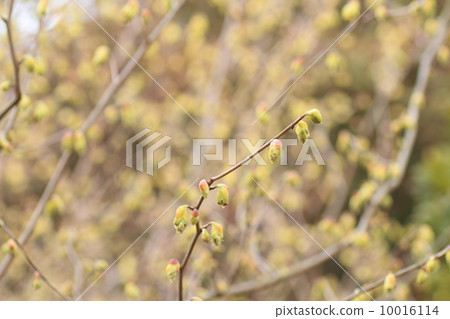 鳳尾蘭花 10016114