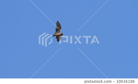 Creatures Mammals Yebut that jumped out during the day in hibernation (Abrua bat) 10016186
