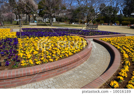 Flowerbed of Satomi Park (Ichikawa-shi Kunibashi, Chiba Prefecture) Flowerbed of Satomi Park (Ichikawa-shi Kunibashi, Chiba Prefecture) 10016189