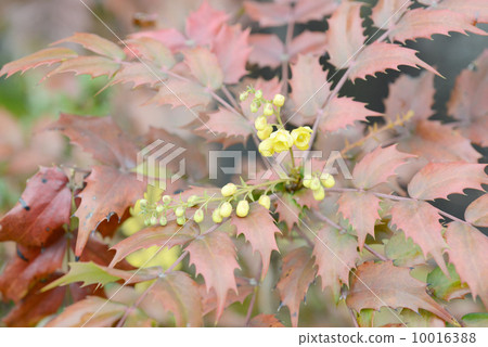 Hiiragi's flower Hiiragi's flower 10016388