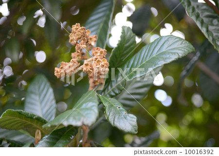 Flower of loquat 10016392