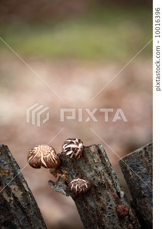 香菇 香菇 10016396