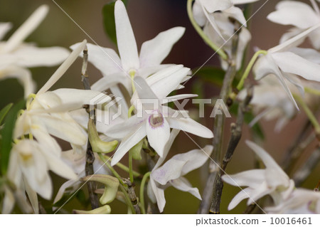 東方跑Sekkoku 東方跑Sekkoku 10016461