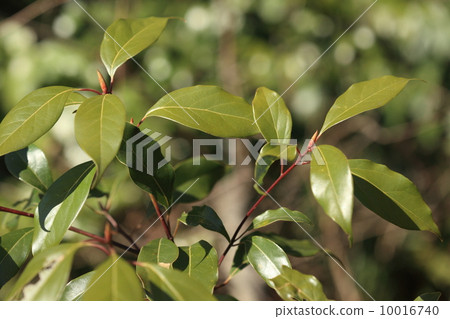 photo : camphor wood, camphor laurel, camphor tree