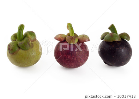 Mangosteen 10017418