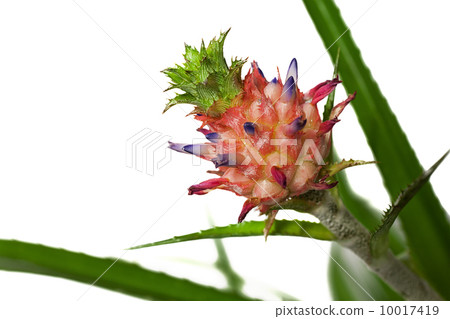 Bromeliad Pineapple flower 10017419
