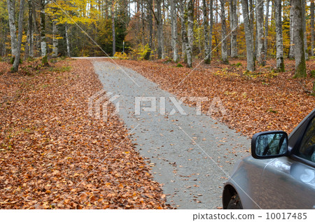 Autumnal drive 10017485