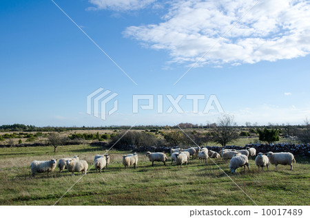 Sheep herd 10017489