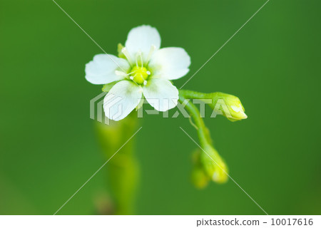 威爾士洋蔥 10017616