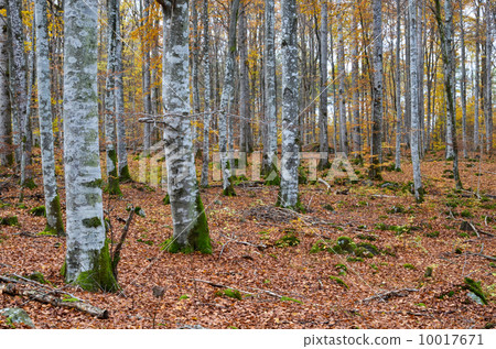 Beech forest view 10017671