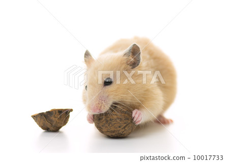 Kinkuma hamster eating walnuts Kinkuma hamster eating walnuts 10017733