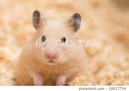 Kinkama hamster buried in wood chip 10017734