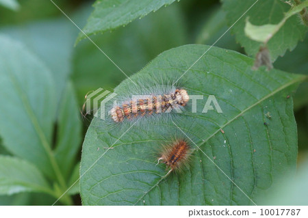 Larva of the dance moth. It has just melted. 10017787