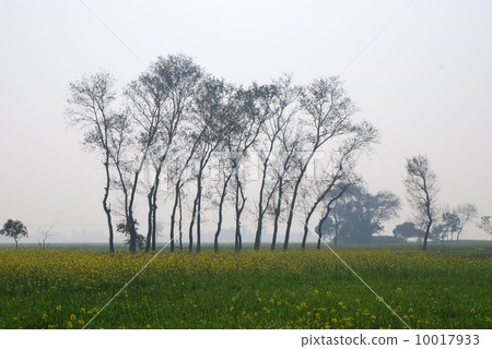 Indian flower garden 10017933