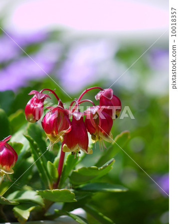 高涼菜 非冷電阻 玻璃下生長 10018357