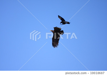 Colorful eagle Colorful eagle 10018687