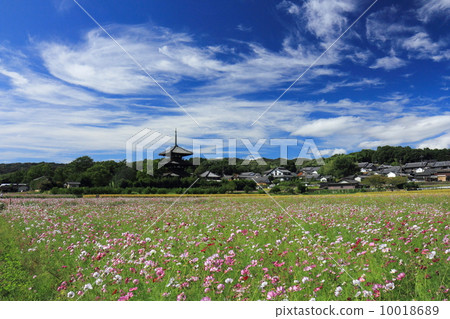 秋天晴朗的傳說寺廟三重塔和波斯菊 秋天晴朗的傳說寺廟三重塔和波斯菊 10018689
