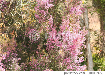 Erica's flower 10018972