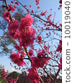 Plum shower 10019040