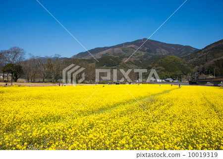 南州的油菜田 10019319