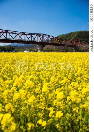 南州的油菜田 10019320