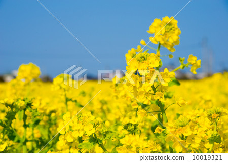 Nanako的油菜田 10019321