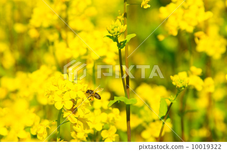 Rape blossoms 10019322
