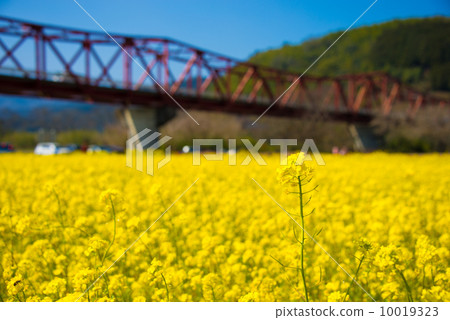 Nanju's Rapeseed Field 10019323