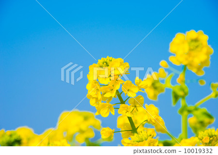 Nanako的油菜田 10019332