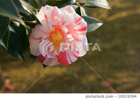 茶花 10019394