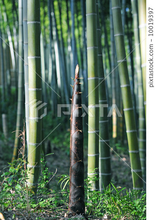 竹筍-2 竹筍-2 10019397