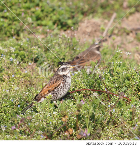 Thrush Thrush 10019518