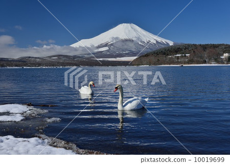 富士山和天鵝 富士山和天鵝 10019699