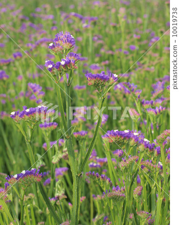 Statis Statis 10019738