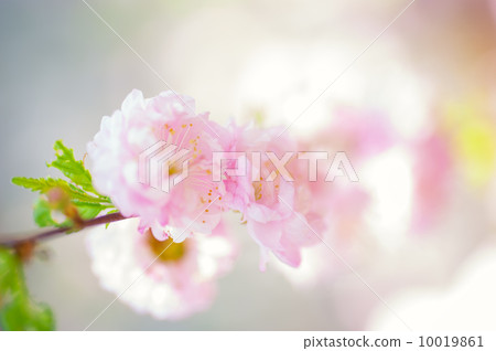 Spring flowers 10019861