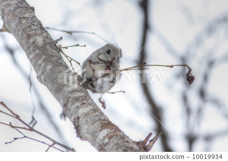 Early morning flower and albacore 02 10019934