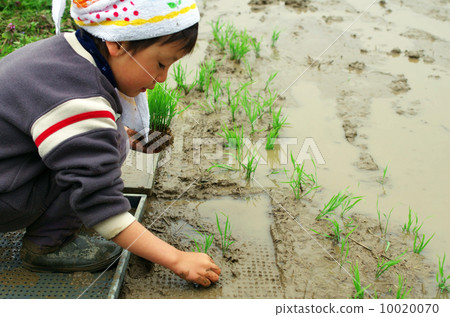 兒童水稻種植景觀 10020070