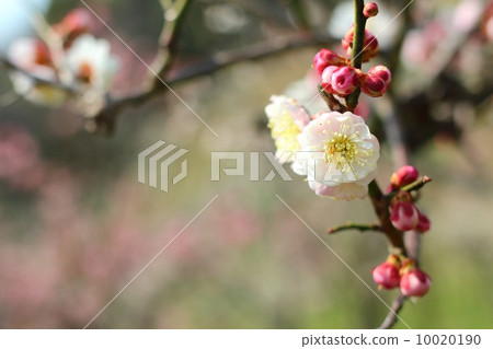 Plum blossom Plum blossom 10020190