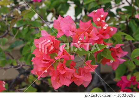 Saipan's Bougainvillea 10020293