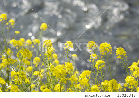 強姦開花 10020313
